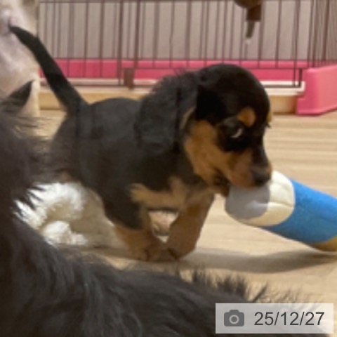 ミニチュア・ダックスフンドの写真