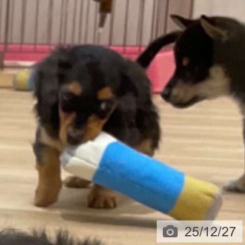 ミニチュア・ダックスフンドの写真