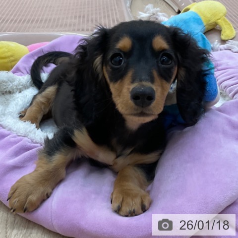 長野県のミニチュアダックスフンド(ロング) (ペットプラス 上田店/2025年10月22日生まれ/男の子/ブラックタン)の子犬の4枚目の画像