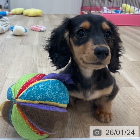 長野県のミニチュアダックスフンド(ロング) (ペットプラス 上田店/2025年10月22日生まれ/男の子/ブラックタン)の子犬の4枚目の画像