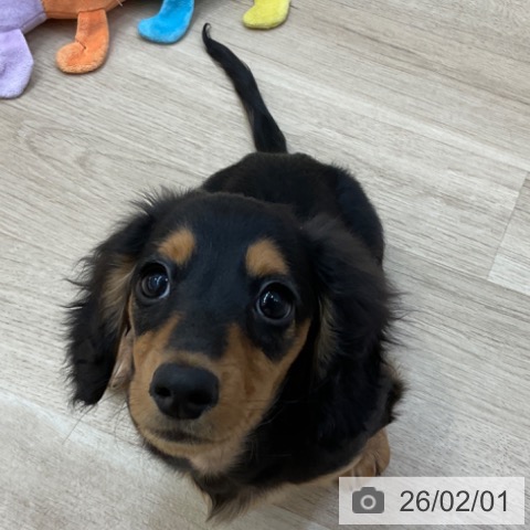 長野県のミニチュアダックスフンド(ロング) (ペットプラス 上田店/2025年10月22日生まれ/男の子/ブラックタン)の子犬の4枚目の画像