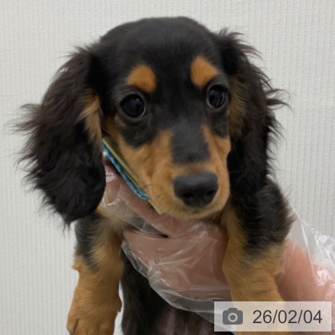 長野県のミニチュアダックスフンド(ロング) (ペットプラス 上田店/2025年10月22日生まれ/男の子/ブラックタン)の子犬の4枚目の画像