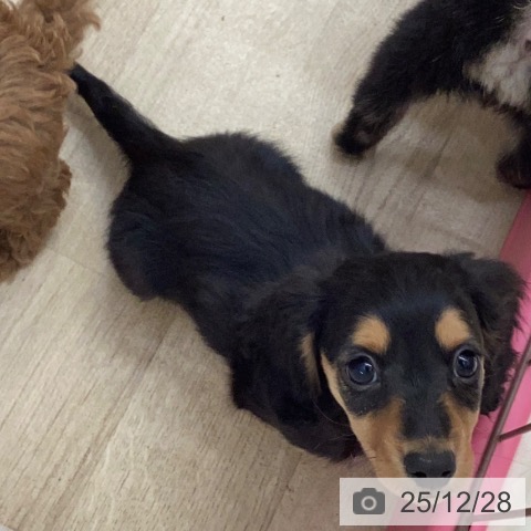 ミニチュア・ダックスフンドの写真