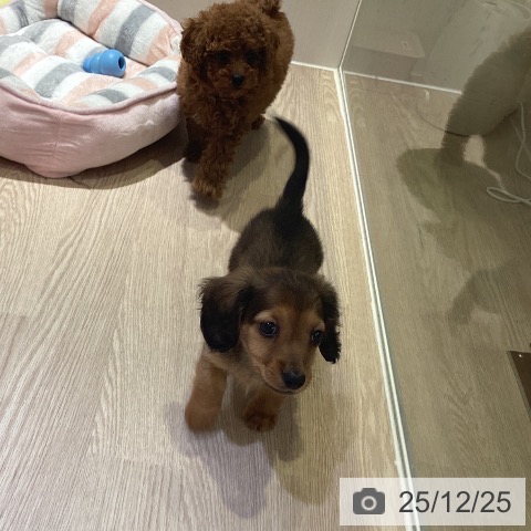 神奈川県のミニチュアダックスフンド(ロング) (ペットプラス 新百合丘店/2025年10月22日生まれ/男の子/レッド)の子犬の4枚目の画像