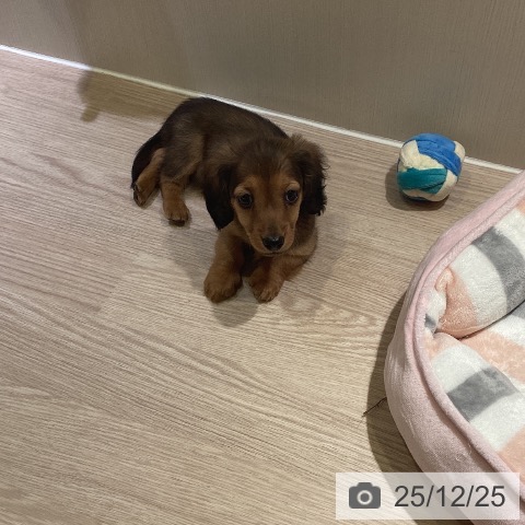 神奈川県のミニチュアダックスフンド(ロング) (ペットプラス 新百合丘店/2025年10月22日生まれ/男の子/レッド)の子犬の3枚目の画像