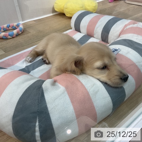 埼玉県のミニチュアダックスフンド(ロング) (ペットプラス ららぽーと新三郷店/2025年10月24日生まれ/女の子/イエロー)の子犬の3枚目の画像