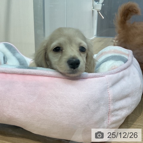 ミニチュア・ダックスフンドの写真