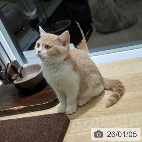 東京都のブリティッシュショートヘアー (ペットプラス 立川高島屋S.C.店/2025年10月19日生まれ/女の子/クリームタビーホワイト)の子猫の4枚目の画像