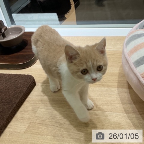 東京都のブリティッシュショートヘアー (ペットプラス 立川高島屋S.C.店/2025年10月19日生まれ/女の子/クリームタビーホワイト)の子猫の3枚目の画像