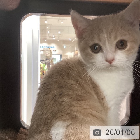 東京都のブリティッシュショートヘアー (ペットプラス 立川高島屋S.C.店/2025年10月19日生まれ/女の子/クリームタビーホワイト)の子猫の3枚目の画像