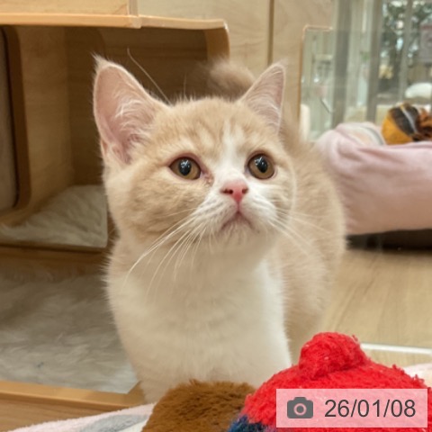 神奈川県のブリティッシュショートヘアー (ペットプラス 湘南平塚店/2025年10月19日生まれ/女の子/クリームタビーホワイト)の子猫の3枚目の画像