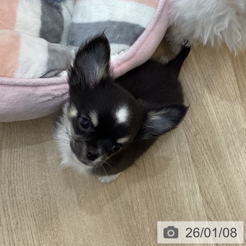 群馬県のチワワ(ロング) (ペットプラス 前橋店/2025年10月24日生まれ/男の子/ブラックタンホワイト)の子犬の4枚目の画像