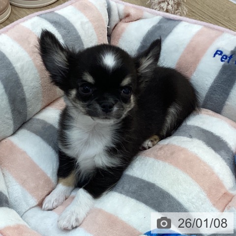 群馬県のチワワ(ロング) (ペットプラス 前橋店/2025年10月24日生まれ/男の子/ブラックタンホワイト)の子犬の3枚目の画像