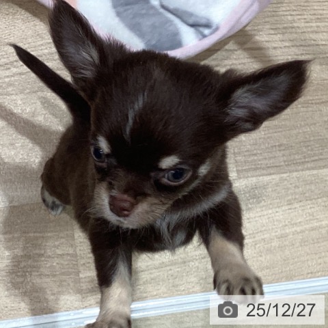 宮城県のチワワ(ロング) (ペットプラス 仙台泉大沢店/2025年10月24日生まれ/男の子/チョコレートタンホワイト)の子犬の3枚目の画像