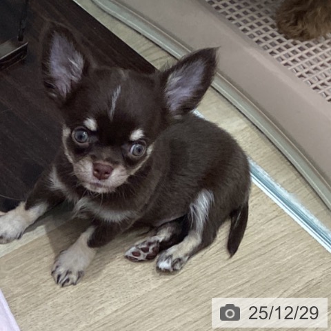 宮城県のチワワ(ロング) (ペットプラス 仙台泉大沢店/2025年10月24日生まれ/男の子/チョコレートタンホワイト)の子犬の4枚目の画像