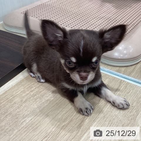 宮城県のチワワ(ロング) (ペットプラス 仙台泉大沢店/2025年10月24日生まれ/男の子/チョコレートタンホワイト)の子犬の3枚目の画像