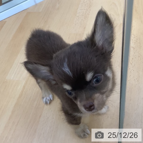 埼玉県のチワワ(ロング) (ペットプラス 羽生店/2025年10月24日生まれ/男の子/チョコレートタンホワイト)の子犬の3枚目の画像