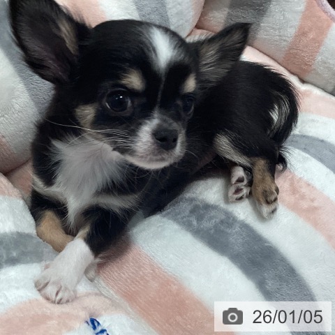 神奈川県のチワワ(ロング) (ペットプラス 海老名店/2025年10月24日生まれ/女の子/ブラックタンホワイト)の子犬の4枚目の画像