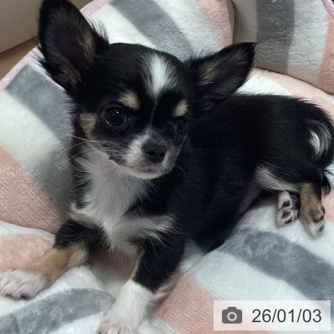 神奈川県のチワワ(ロング) (ペットプラス 海老名店/2025年10月24日生まれ/女の子/ブラックタンホワイト)の子犬の3枚目の画像