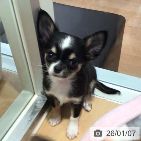 神奈川県のチワワ(ロング) (ペットプラス 海老名店/2025年10月24日生まれ/女の子/ブラックタンホワイト)の子犬の4枚目の画像