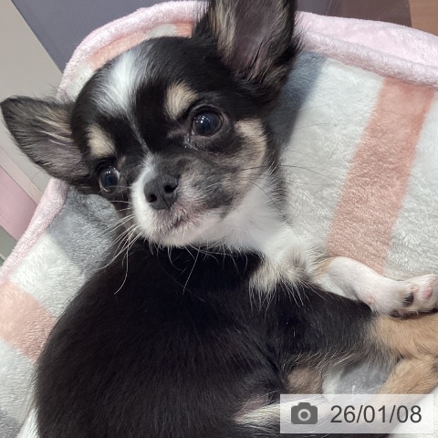 神奈川県のチワワ(ロング) (ペットプラス 海老名店/2025年10月24日生まれ/女の子/ブラックタンホワイト)の子犬の3枚目の画像