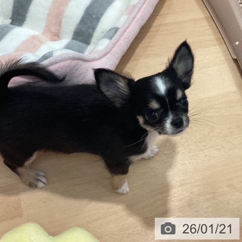 神奈川県のチワワ(ロング) (ペットプラス 海老名店/2025年10月24日生まれ/女の子/ブラックタンホワイト)の子犬の4枚目の画像