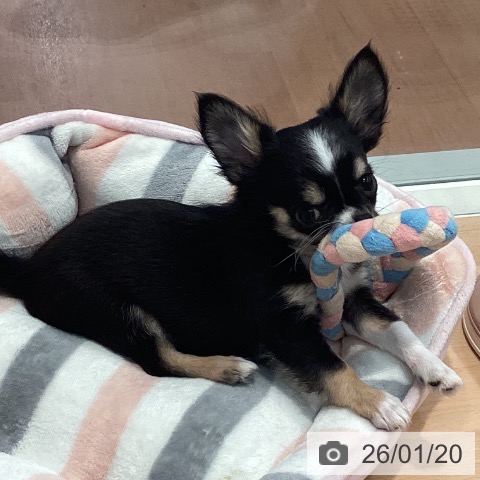 神奈川県のチワワ(ロング) (ペットプラス 海老名店/2025年10月24日生まれ/女の子/ブラックタンホワイト)の子犬の3枚目の画像