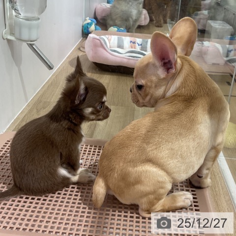 長野県のチワワ(ロング) (ペットプラス 長野店/2025年10月24日生まれ/女の子/チョコレートタンホワイト)の子犬の4枚目の画像