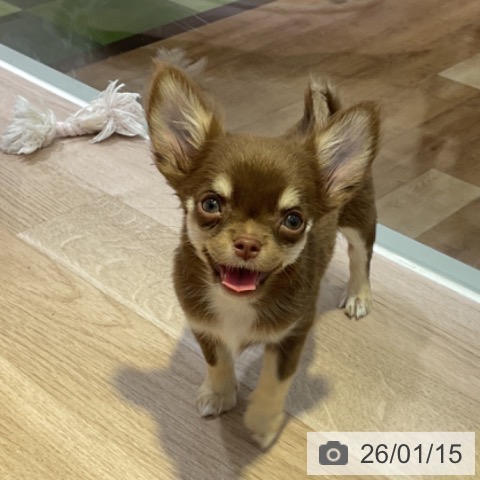 長野県のチワワ(ロング) (ペットプラス 長野店/2025年10月24日生まれ/女の子/チョコレートタンホワイト)の子犬の4枚目の画像