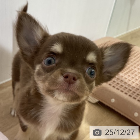 長野県のチワワ(ロング) (ペットプラス 長野店/2025年10月24日生まれ/女の子/チョコレートタンホワイト)の子犬の3枚目の画像