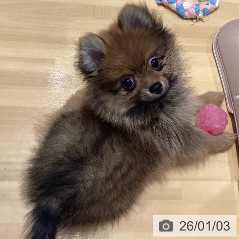 神奈川県のポメラニアン (ペットプラス ビアレ横浜店/2025年10月23日生まれ/男の子/オレンジ)の子犬の4枚目の画像