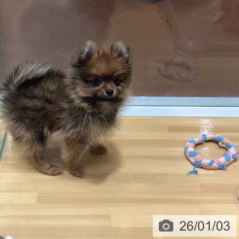 神奈川県のポメラニアン (ペットプラス ビアレ横浜店/2025年10月23日生まれ/男の子/オレンジ)の子犬の3枚目の画像