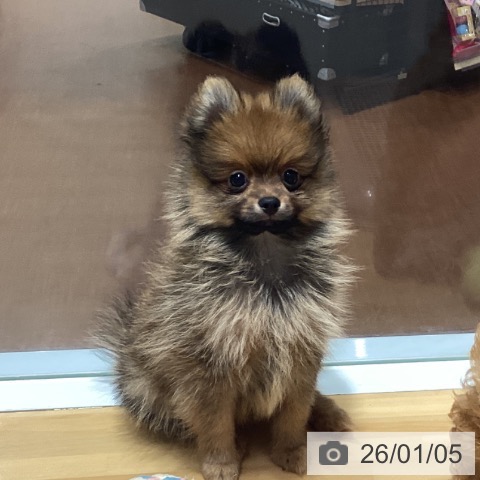 神奈川県のポメラニアン (ペットプラス ビアレ横浜店/2025年10月23日生まれ/男の子/オレンジ)の子犬の3枚目の画像