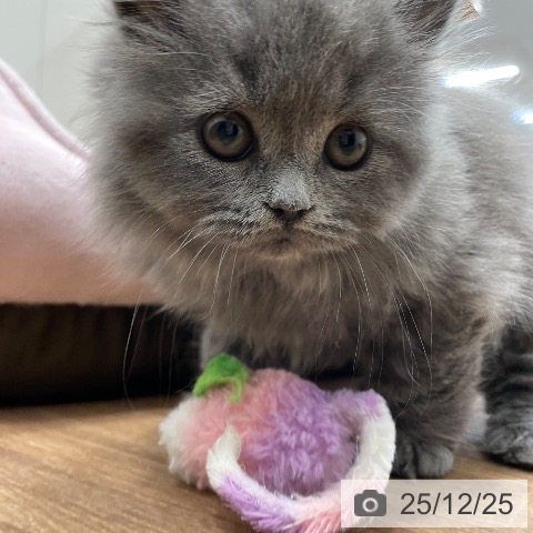 茨城県のブリティッシュショートヘアー (ペッツワン つくば店/2025年10月23日生まれ/男の子/ブルー)の子猫の4枚目の画像