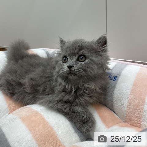 茨城県のブリティッシュショートヘアー (ペッツワン つくば店/2025年10月23日生まれ/男の子/ブルー)の子猫の3枚目の画像