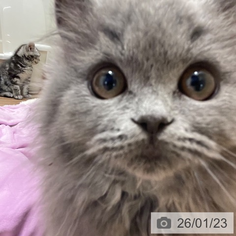 茨城県のブリティッシュショートヘアー (ペッツワン つくば店/2025年10月23日生まれ/男の子/ブルー)の子猫の4枚目の画像