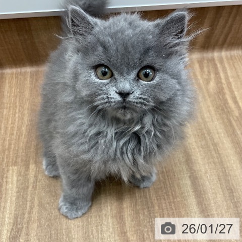 茨城県のブリティッシュショートヘアー (ペッツワン つくば店/2025年10月23日生まれ/男の子/ブルー)の子猫の4枚目の画像