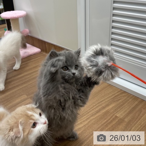 茨城県のブリティッシュショートヘアー (ペッツワン つくば店/2025年10月23日生まれ/男の子/ブルー)の子猫の3枚目の画像