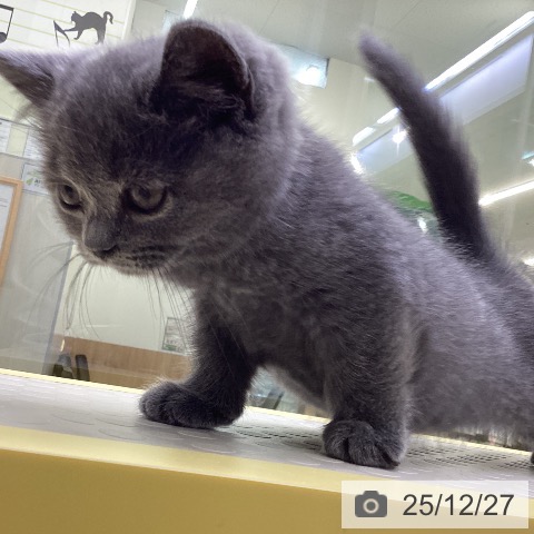 山梨県のブリティッシュショートヘアー (ペットプラス 甲府昭和店/2025年10月23日生まれ/男の子/ブルー)の子猫の3枚目の画像