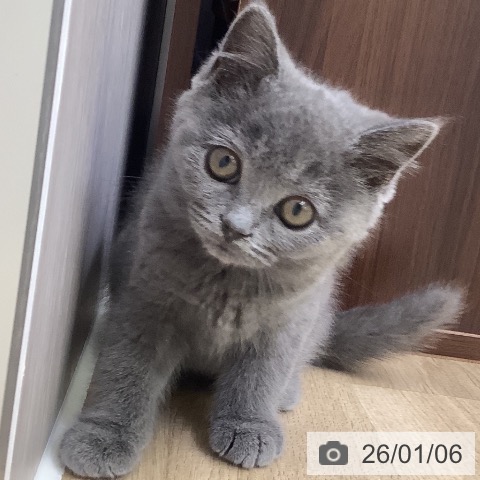 山梨県のブリティッシュショートヘアー (ペットプラス 甲府昭和店/2025年10月23日生まれ/男の子/ブルー)の子猫の3枚目の画像