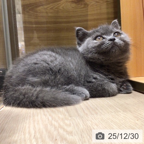 神奈川県のブリティッシュショートヘアー (ペットプラス 川崎ルフロン店/2025年10月23日生まれ/女の子/ブルー)の子猫の3枚目の画像