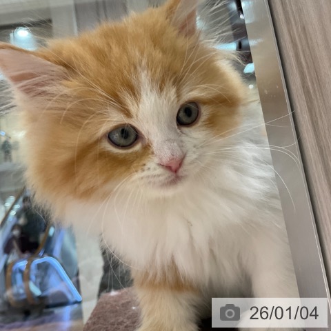 東京都のラガマフィン (ペットプラス 立川高島屋S.C.店/2025年10月23日生まれ/男の子/レッドタビーホワイト)の子猫の3枚目の画像