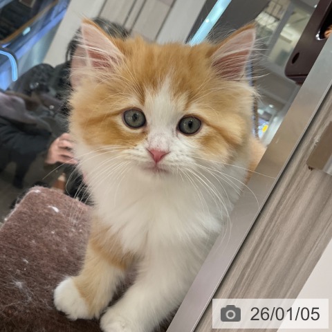 東京都のラガマフィン (ペットプラス 立川高島屋S.C.店/2025年10月23日生まれ/男の子/レッドタビーホワイト)の子猫の4枚目の画像