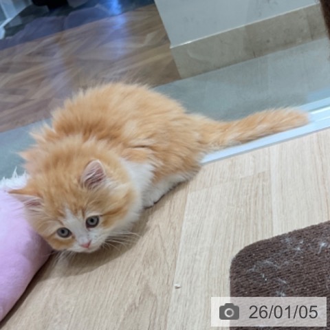 東京都のラガマフィン (ペットプラス 立川高島屋S.C.店/2025年10月23日生まれ/男の子/レッドタビーホワイト)の子猫の3枚目の画像