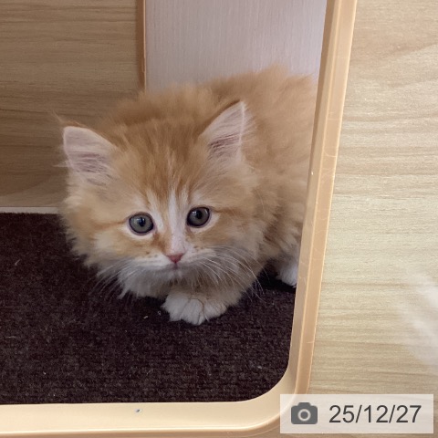 ラガマフィンの写真