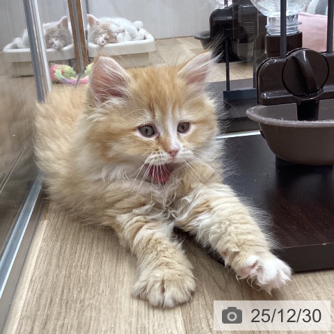 宮城県のラガマフィン (ペットプラス 名取店/2025年10月23日生まれ/女の子/レッドタビーホワイト)の子猫の4枚目の画像