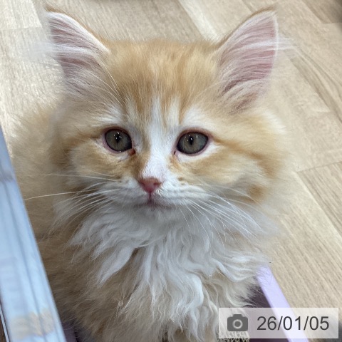 宮城県のラガマフィン (ペットプラス 名取店/2025年10月23日生まれ/女の子/レッドタビーホワイト)の子猫の3枚目の画像