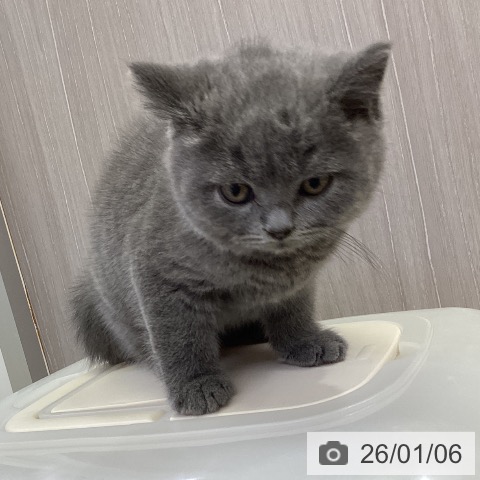 香川県のブリティッシュショートヘアー (ペットプラス 綾川店/2025年10月23日生まれ/男の子/ブルー)の子猫の4枚目の画像