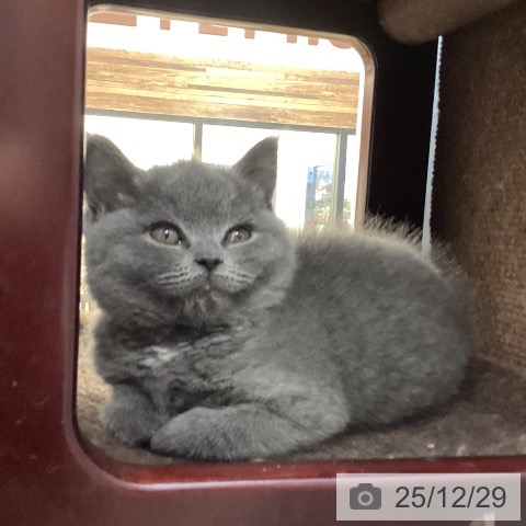 徳島県のブリティッシュショートヘアー (ペットプラス 徳島店/2025年10月23日生まれ/女の子/ブルー)の子猫の3枚目の画像