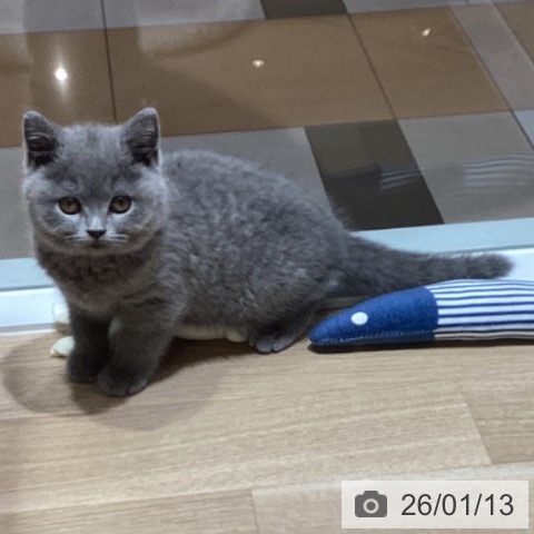 千葉県のブリティッシュショートヘアー (ペットプラス 船橋店/2025年10月23日生まれ/女の子/ブルー)の子猫の4枚目の画像
